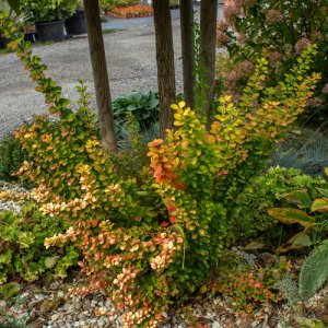 Dráč thunbergov (Berberis thunbergii) ´ERECTA´ výška: 30-50 cm, kont. C2L